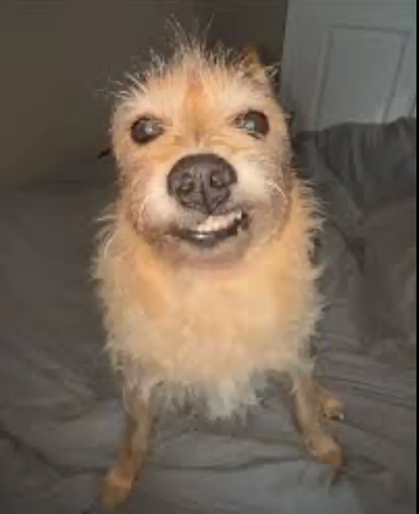 A scruffy tan dog with messy fur and a comical underbite, looking straight at the camera.